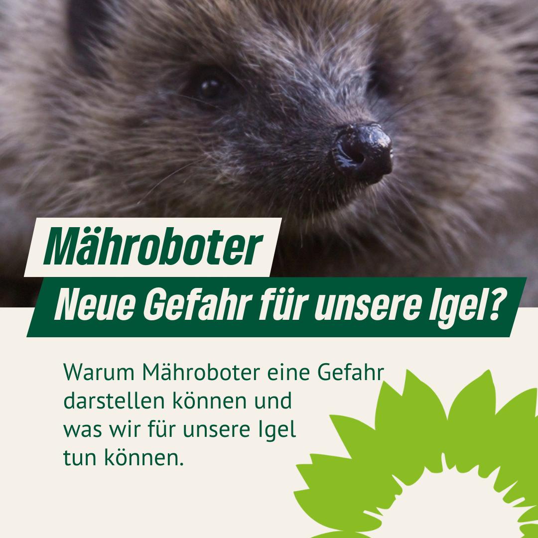 Mähroboter - neue Gefahr für unsere Igel?